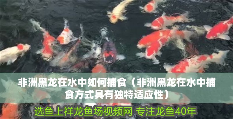 非洲黑龍在水中如何捕食（非洲黑龍在水中捕食方式具有獨特適應性）