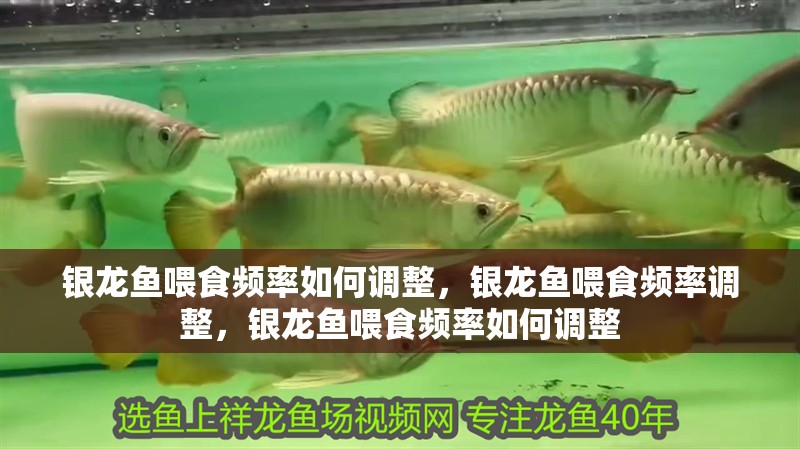 銀龍魚喂食頻率如何調整，銀龍魚喂食頻率調整，銀龍魚喂食頻率如何調整 銀龍魚喂食頻率如何調整，銀龍魚喂食頻率調整，銀龍魚喂食頻率如何調整 龍魚百科