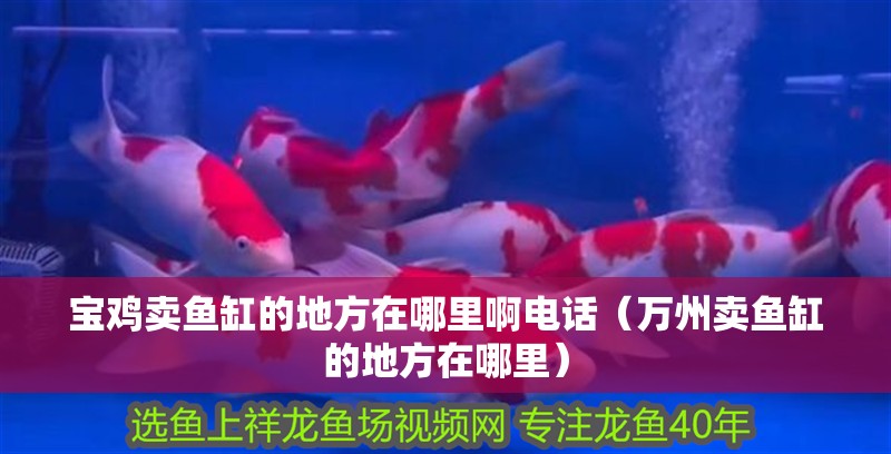 寶雞賣魚缸的地方在哪里啊電話（萬州賣魚缸的地方在哪里）