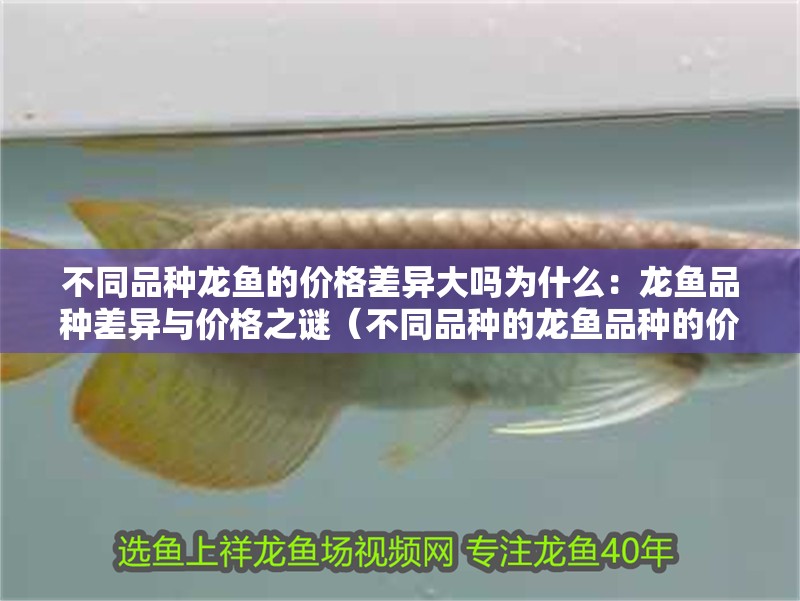 不同品種龍魚的價(jià)格差異大嗎為什么：龍魚品種差異與價(jià)格之謎（不同品種的龍魚品種的價(jià)格差異與價(jià)格差異與價(jià)格差異）