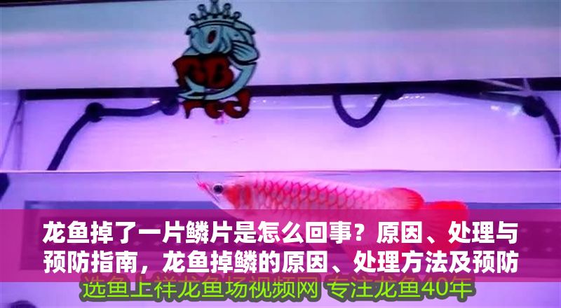 龍魚掉了一片鱗片是怎么回事？原因、處理與預防指南，龍魚掉鱗的原因、處理方法及預防措施全解析