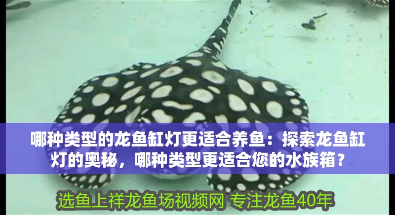 哪種類型的龍魚缸燈更適合養魚：探索龍魚缸燈的奧秘，哪種類型更適合您的水族箱？