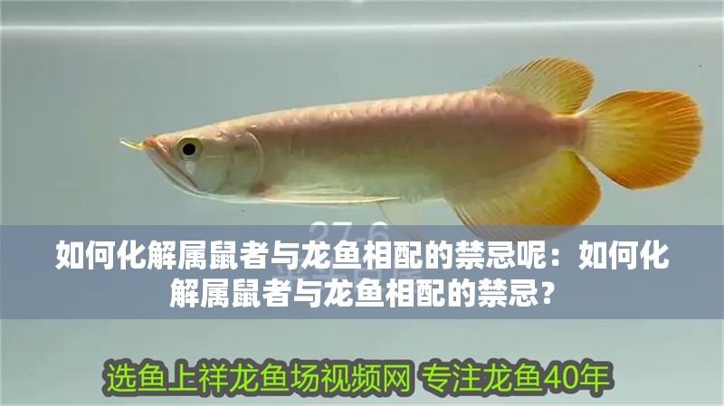 如何化解屬鼠者與龍魚相配的禁忌呢：如何化解屬鼠者與龍魚相配的禁忌？