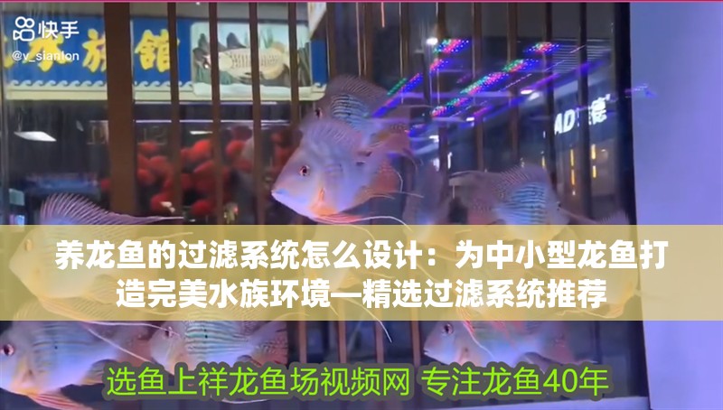 養龍魚的過濾系統怎么設計：為中小型龍魚打造完美水族環境—精選過濾系統推薦