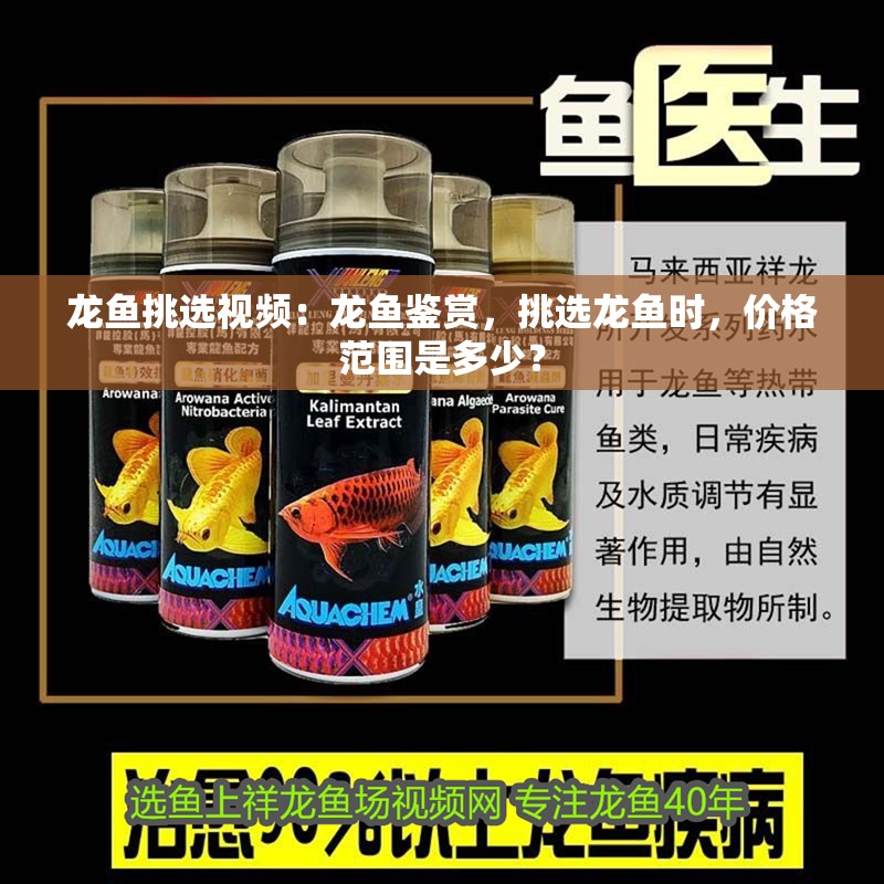 龍魚挑選視頻：龍魚鑒賞，挑選龍魚時，價格范圍是多少？