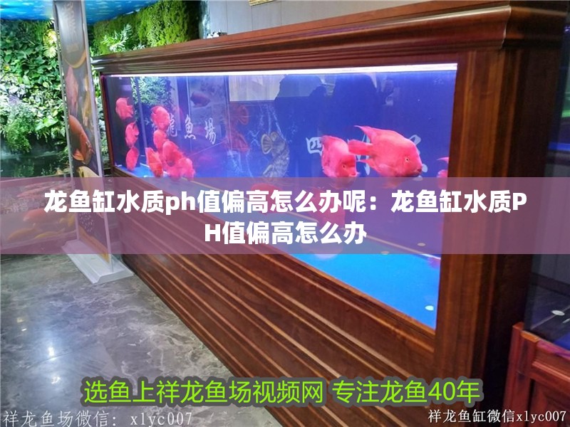 龍魚缸水質ph值偏高怎么辦呢：龍魚缸水質PH值偏高怎么辦