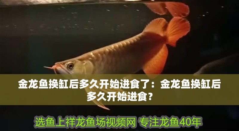 金龍魚換缸后多久開始進食了：金龍魚換缸后多久開始進食？