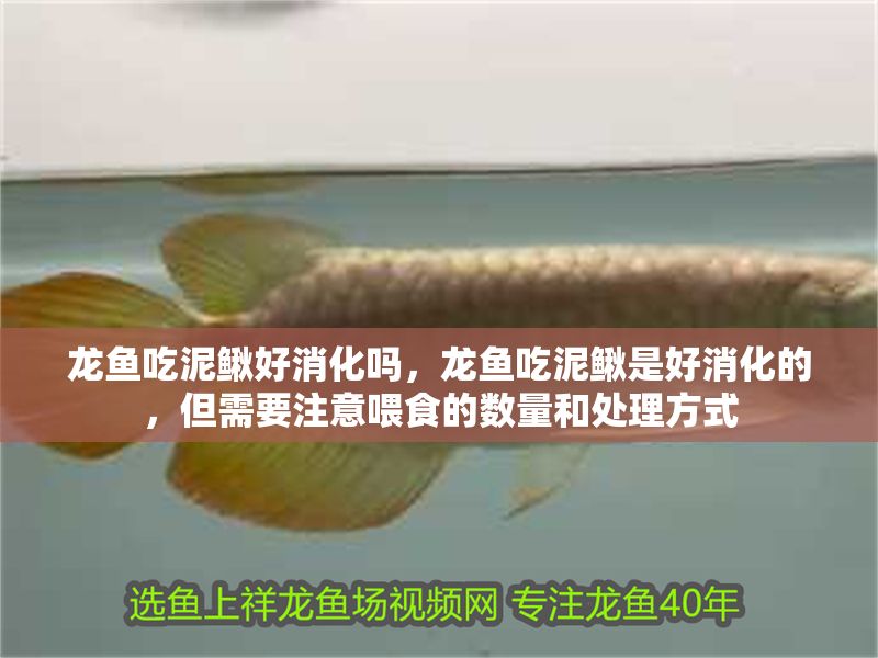 龍魚吃泥鰍好消化嗎，龍魚吃泥鰍是好消化的，但需要注意喂食的數量和處理方式