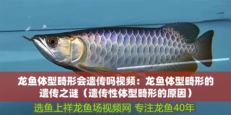 龍魚體型畸形會遺傳嗎視頻：龍魚體型畸形的遺傳之謎（遺傳性體型畸形的原因）