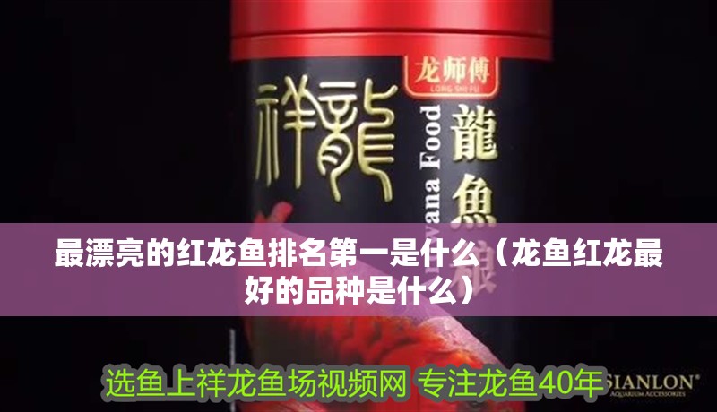 最漂亮的紅龍魚排名第一是什么（龍魚紅龍最好的品種是什么）