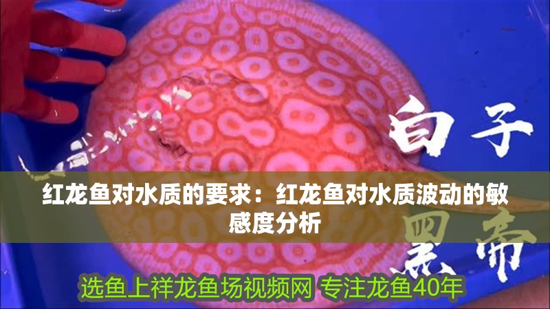 紅龍魚對水質的要求：紅龍魚對水質波動的敏感度分析