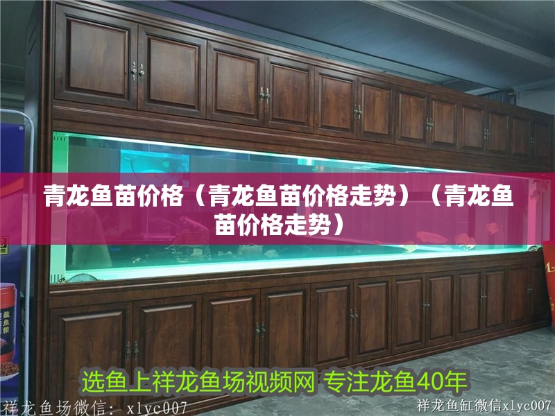 青龍魚苗價格（青龍魚苗價格走勢）（青龍魚苗價格走勢）