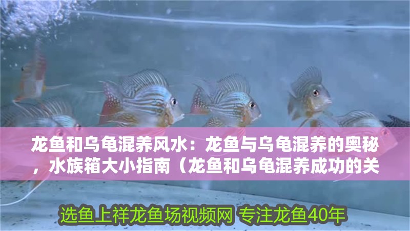 龍魚和烏龜混養風水：龍魚與烏龜混養的奧秘，水族箱大小指南（龍魚和烏龜混養成功的關鍵因素，） 龍魚和烏龜混養風水：龍魚與烏龜混養的奧秘，水族箱大小指南（龍魚和烏龜混養成功的關鍵因素，） 水族問答