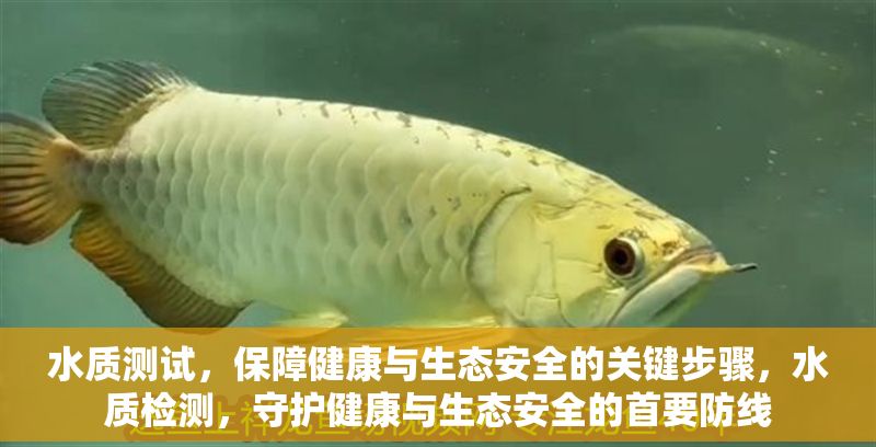 水質測試，保障健康與生態安全的關鍵步驟，水質檢測，守護健康與生態安全的首要防線 水質測試，保障健康與生態安全的關鍵步驟，水質檢測，守護健康與生態安全的首要防線 龍魚百科 第1張