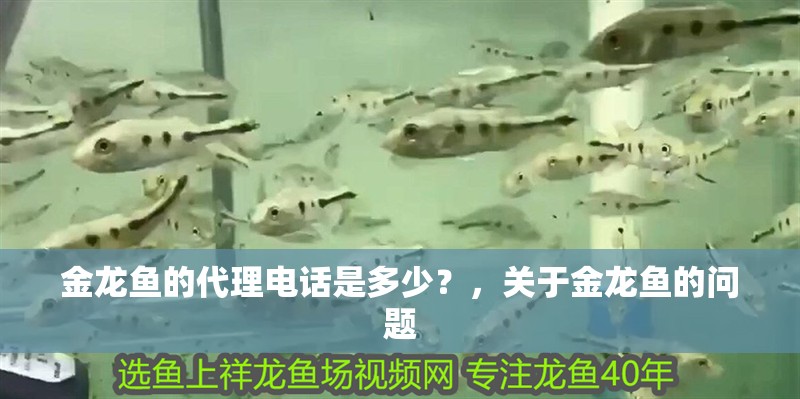 金龍魚的代理電話是多少？，關于金龍魚的問題