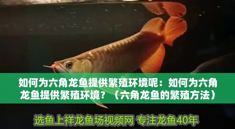 如何為六角龍魚提供繁殖環(huán)境呢：如何為六角龍魚提供繁殖環(huán)境？（六角龍魚的繁殖方法）