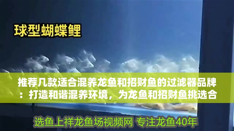 推薦幾款適合混養龍魚和招財魚的過濾器品牌：打造和諧混養環境，為龍魚和招財魚挑選合適的過濾器