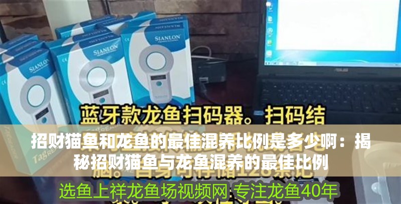招財貓魚和龍魚的最佳混養(yǎng)比例是多少啊：揭秘招財貓魚與龍魚混養(yǎng)的最佳比例