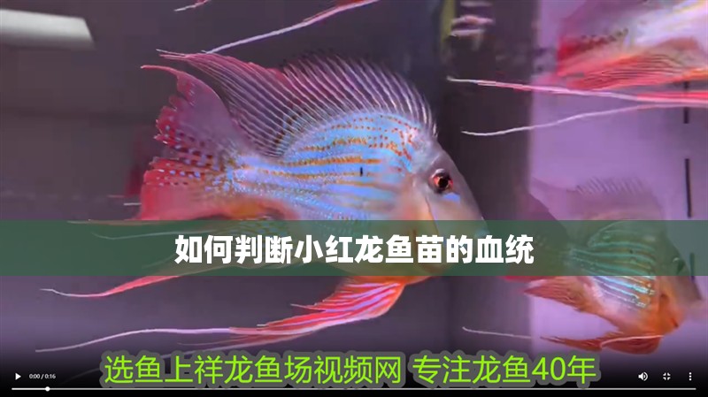 如何判斷小紅龍魚苗的血統(tǒng)