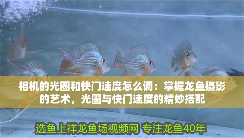 相機的光圈和快門速度怎么調：掌握龍魚攝影的藝術，光圈與快門速度的精妙搭配
