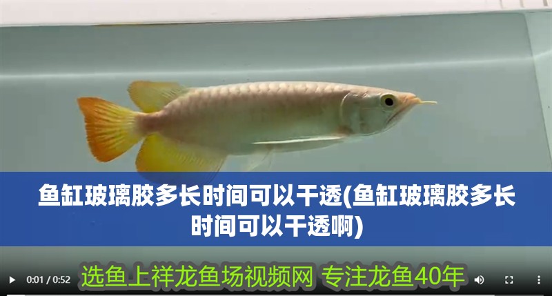魚缸玻璃膠多長時(shí)間可以干透(魚缸玻璃膠多長時(shí)間可以干透啊)