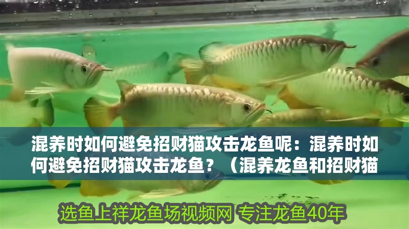混養(yǎng)時如何避免招財貓攻擊龍魚呢：混養(yǎng)時如何避免招財貓攻擊龍魚？（混養(yǎng)龍魚和招財貓攻擊龍魚的安全是至關重要的空間）
