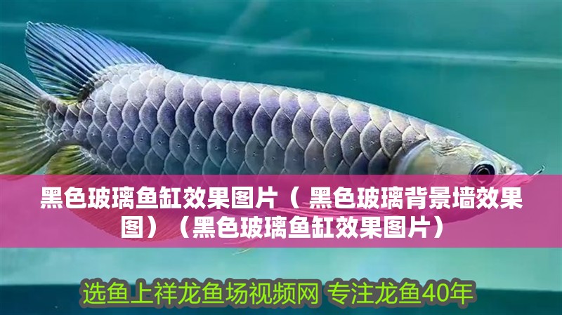 黑色玻璃魚缸效果圖片（ 黑色玻璃背景墻效果圖）（黑色玻璃魚缸效果圖片）