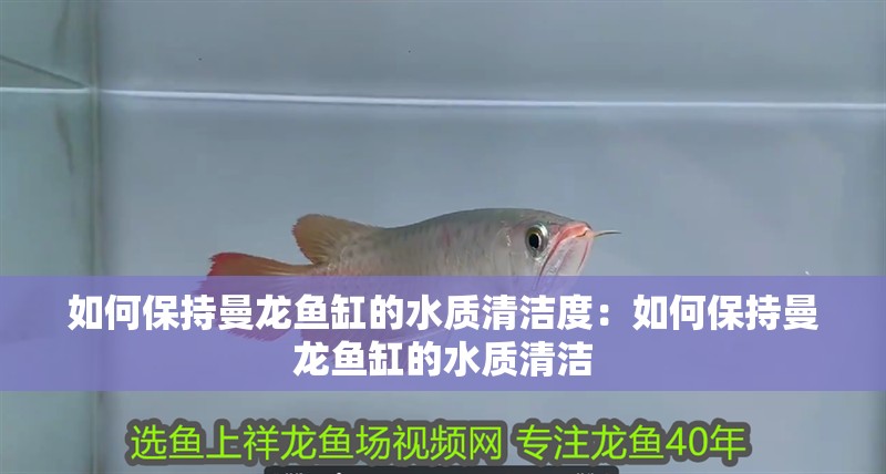 如何保持曼龍魚缸的水質清潔度：如何保持曼龍魚缸的水質清潔