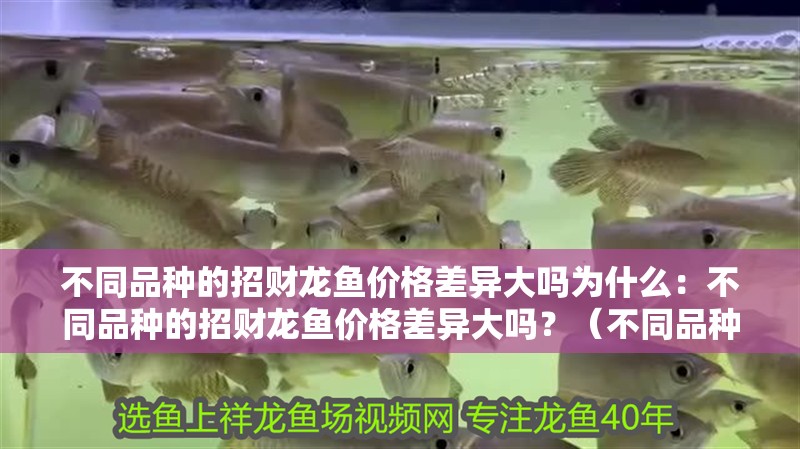 不同品種的招財龍魚價格差異大嗎為什么：不同品種的招財龍魚價格差異大嗎？（不同品種的招財龍魚價格差異大嗎）