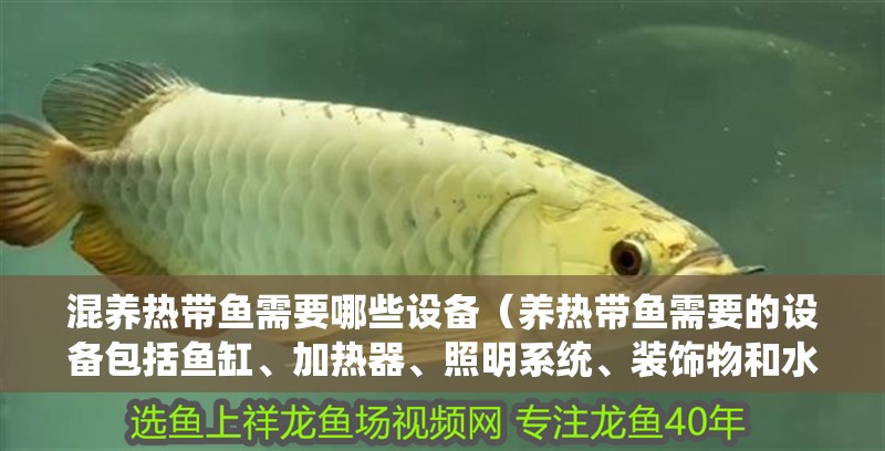 混養熱帶魚需要哪些設備（養熱帶魚需要的設備包括魚缸、加熱器、照明系統、裝飾物和水族箱配件）