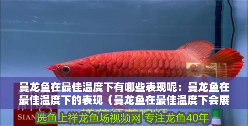 曼龍魚在最佳溫度下有哪些表現(xiàn)呢：曼龍魚在最佳溫度下的表現(xiàn)（曼龍魚在最佳溫度下會(huì)展現(xiàn)出積極的社交行為）