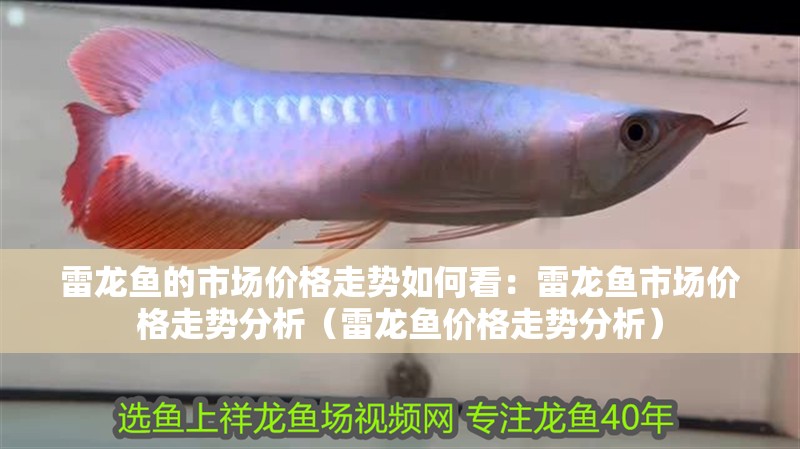 雷龍魚的市場價(jià)格走勢如何看：雷龍魚市場價(jià)格走勢分析（雷龍魚價(jià)格走勢分析）