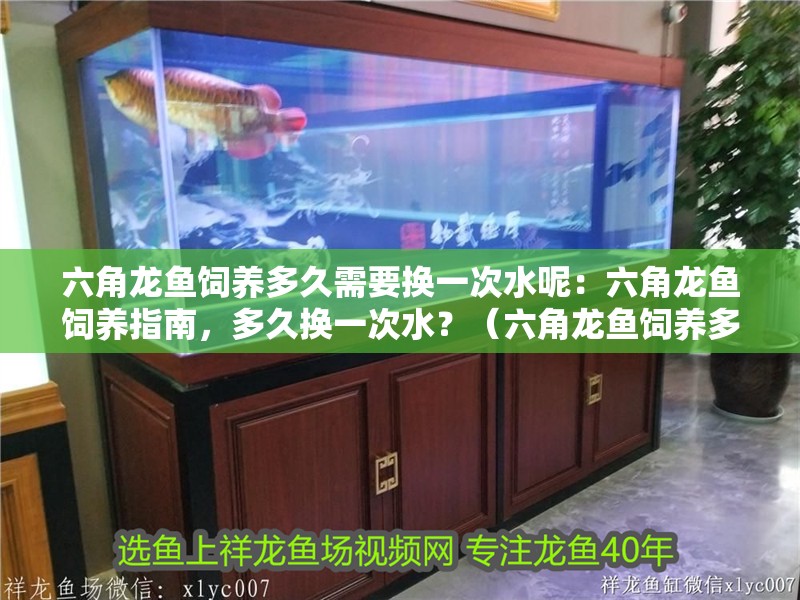 六角龍魚飼養多久需要換一次水呢：六角龍魚飼養指南，多久換一次水？（六角龍魚飼養多久換一次水）