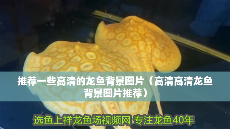 魚缸過濾器選購指南:自制魚缸過濾器魚缸上置過濾器對于養魚愛好者的必備知識 推薦一些高清的龍魚背景圖片(高清高清龍魚背景圖片推薦) 龍魚百科 推薦一些高清的龍魚背景圖片(高清高清龍魚背景圖片推薦) 推薦一些高清的龍魚背景圖片(高清高清龍魚背景圖片推薦) 龍魚百科