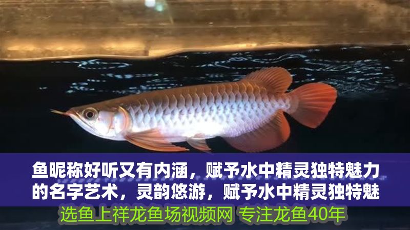 魚昵稱好聽又有內涵，賦予水中精靈獨特魅力的名字藝術，靈韻悠游，賦予水中精靈獨特魅力的內涵魚名藝術