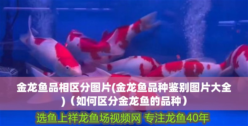 金龍魚品相區(qū)分圖片(金龍魚品種鑒別圖片大全)（如何區(qū)分金龍魚的品種）