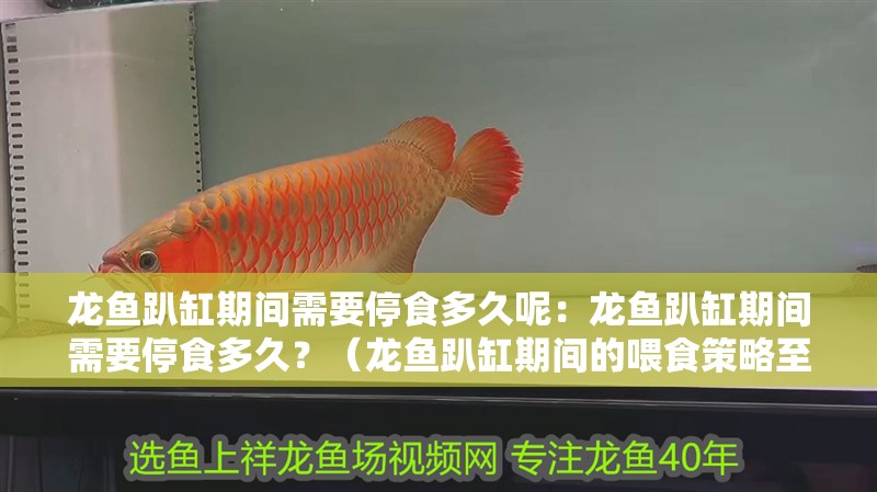 龍魚趴缸期間需要停食多久呢：龍魚趴缸期間需要停食多久？（龍魚趴缸期間的喂食策略至關(guān)重要）