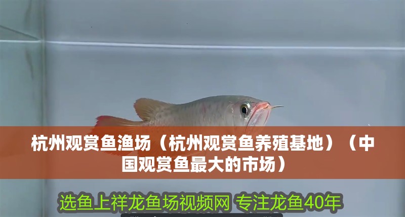 杭州觀賞魚漁場（杭州觀賞魚養殖基地）（中國觀賞魚最大的市場） 杭州觀賞魚漁場（杭州觀賞魚養殖基地）（中國觀賞魚最大的市場） 觀賞魚百科