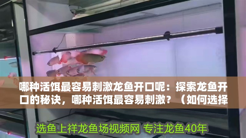 哪種活餌最容易刺激龍魚開口呢：探索龍魚開口的秘訣，哪種活餌最容易刺激？（如何選擇龍魚的活餌）