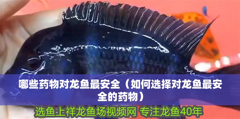 哪些藥物對龍魚最安全（如何選擇對龍魚最安全的藥物）