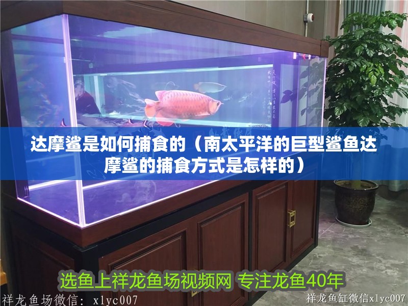 達摩鯊是如何捕食的（南太平洋的巨型鯊魚達摩鯊的捕食方式是怎樣的）
