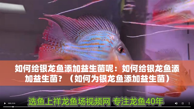如何給銀龍魚添加益生菌呢：如何給銀龍魚添加益生菌？（如何為銀龍魚添加益生菌）