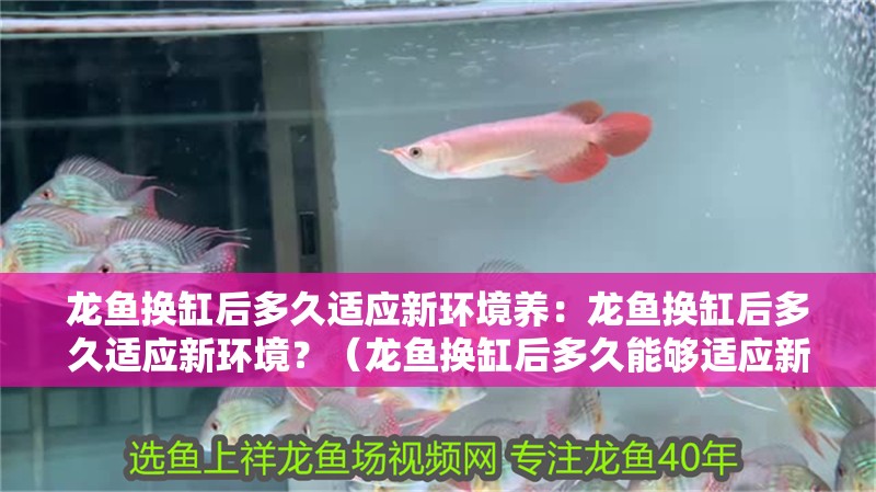 龍魚換缸后多久適應新環境養：龍魚換缸后多久適應新環境？（龍魚換缸后多久能夠適應新環境）