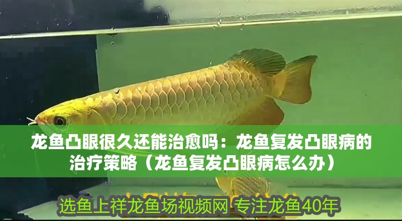 龍魚凸眼很久還能治愈嗎：龍魚復發凸眼病的治療策略（龍魚復發凸眼病怎么辦）