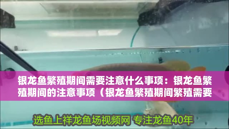 銀龍魚繁殖期間需要注意什么事項：銀龍魚繁殖期間的注意事項（銀龍魚繁殖期間繁殖需要注意的事項以確保成功和健康）