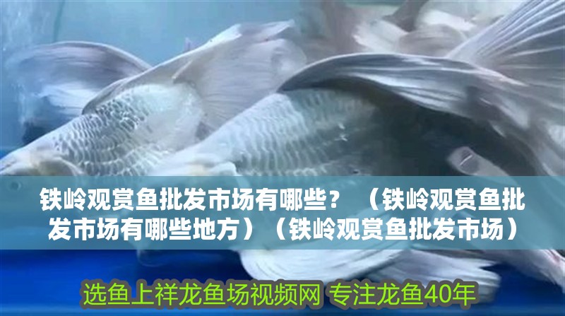 鐵嶺觀賞魚批發(fā)市場有哪些？ （鐵嶺觀賞魚批發(fā)市場有哪些地方）（鐵嶺觀賞魚批發(fā)市場）