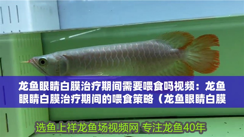 龍魚眼睛白膜治療期間需要喂食嗎視頻：龍魚眼睛白膜治療期間的喂食策略（龍魚眼睛白膜治療期間如何進行飲食管理）