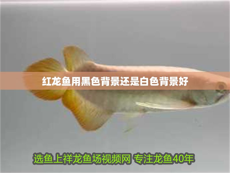 紅龍魚用黑色背景還是白色背景好