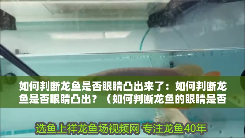 如何判斷龍魚是否眼睛凸出來了：如何判斷龍魚是否眼睛凸出？（如何判斷龍魚的眼睛是否凸出）