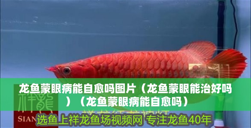 龍魚蒙眼病能自愈嗎圖片（龍魚蒙眼能治好嗎）（龍魚蒙眼病能自愈嗎） 龍魚蒙眼病能自愈嗎圖片（龍魚蒙眼能治好嗎）（龍魚蒙眼病能自愈嗎） 觀賞魚百科